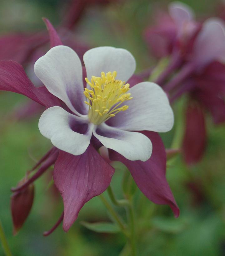 Aquilegia Swan Lavender Aquilegia Swan Lavender