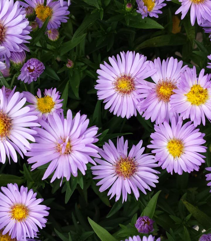 Aster novi-belgii Daydream Aster novi-belgii Daydream