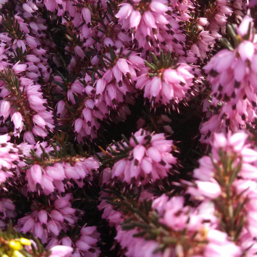 Erica x darleyensis Darley Dale Erica x darleyensis Darley Dale