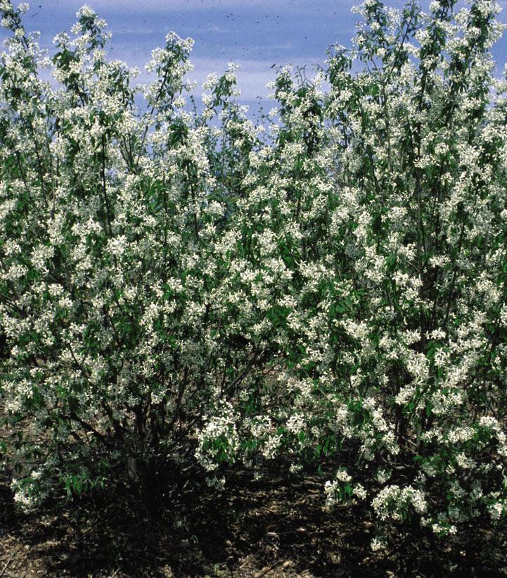 Amelanchier lamarckii Amelanchier lamarckii