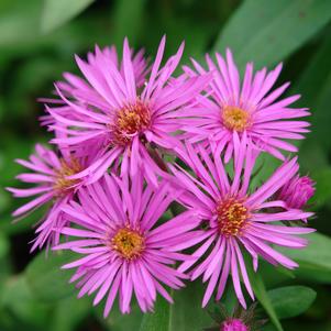 Aster novae-angliae Vibrant Dome Aster novae-angliae Vibrant Dome