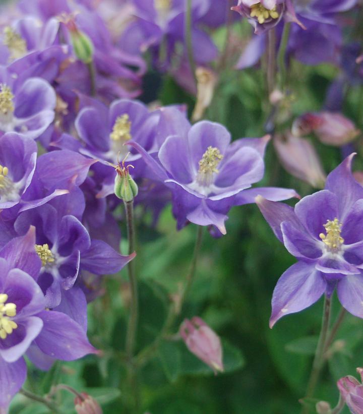 Aquilegia Winky Early Sky Blue Aquilegia Winky Early Sky Blue