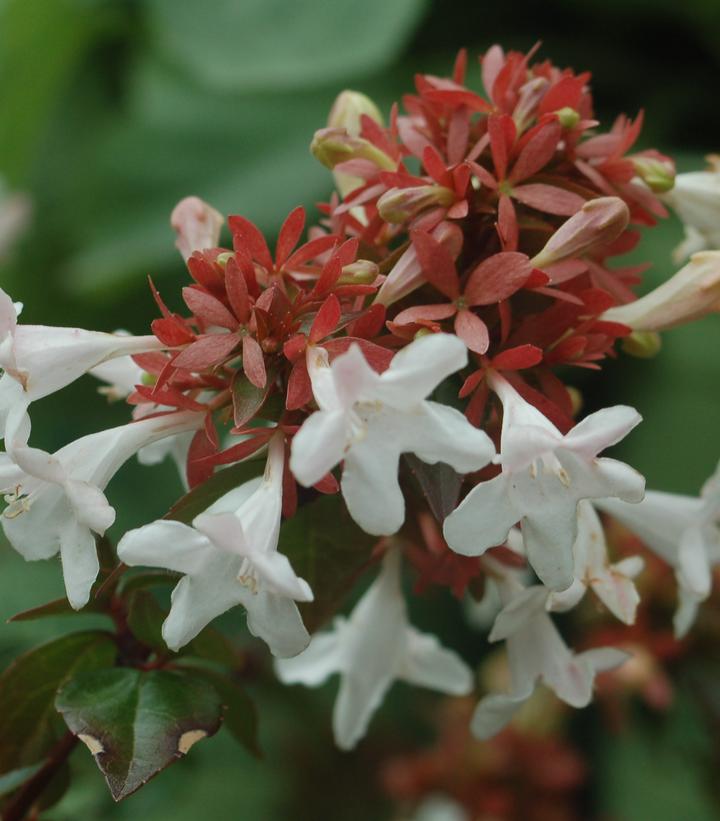 Abelia x grandiflora Little Richard Abelia x grandiflora Little Richard