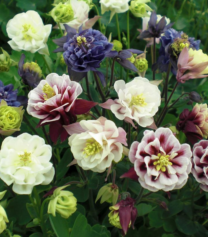 Aquilegia Winky Double Mix Aquilegia Winky Double Mix