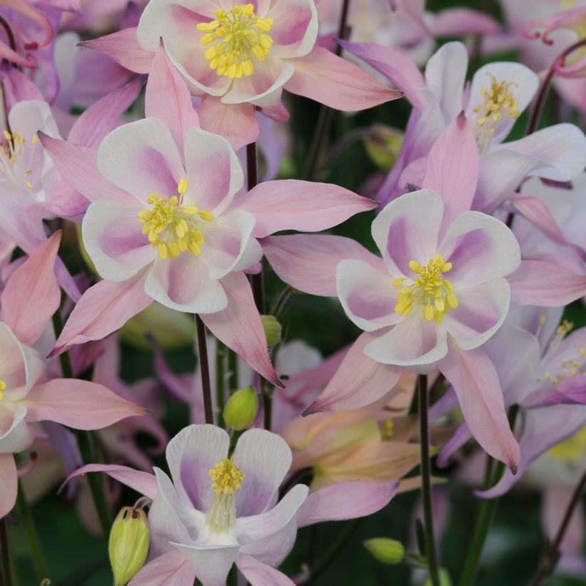 Aquilegia Winky Pink Aquilegia Winky Pink