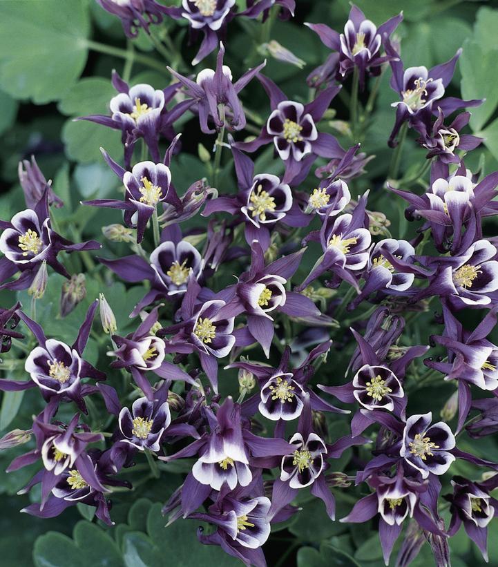 Aquilegia Winky Purple & White Aquilegia Winky Purple & White