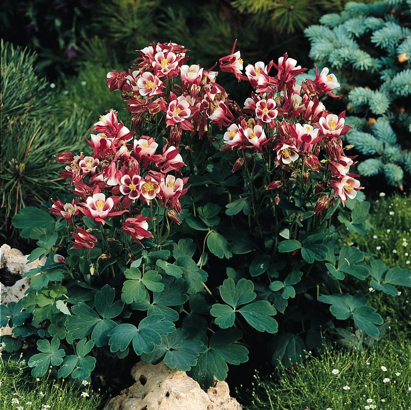 Aquilegia Winky Red & White Aquilegia Winky Red & White