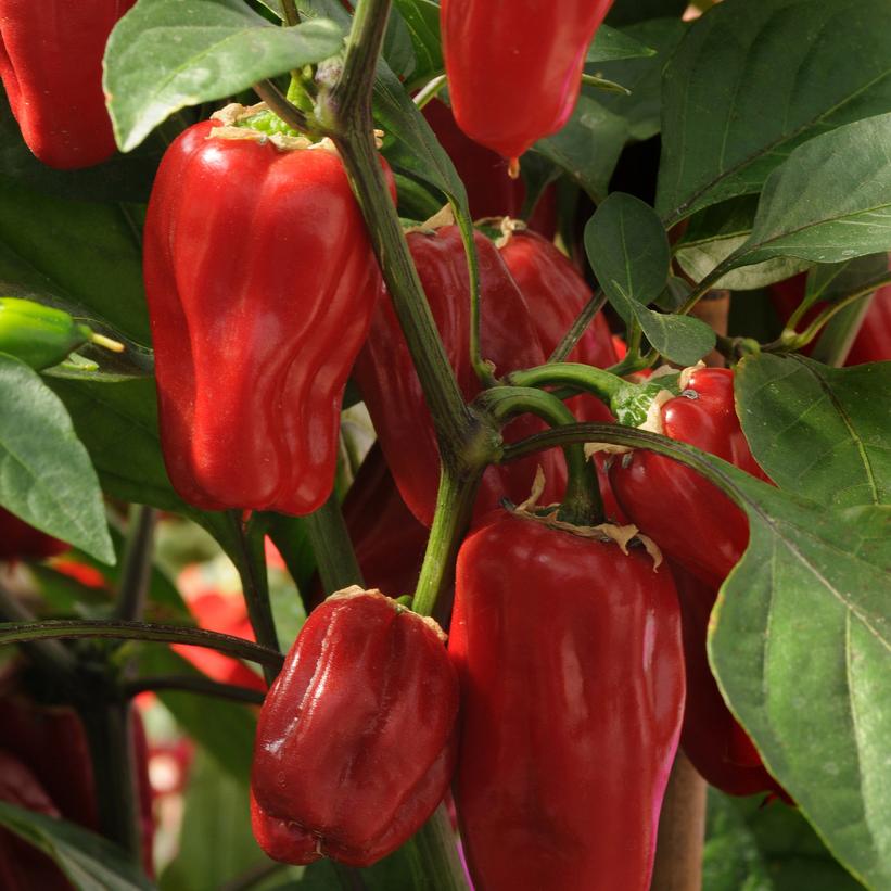 Pepper Sweet Heat Pepper Sweet Heat