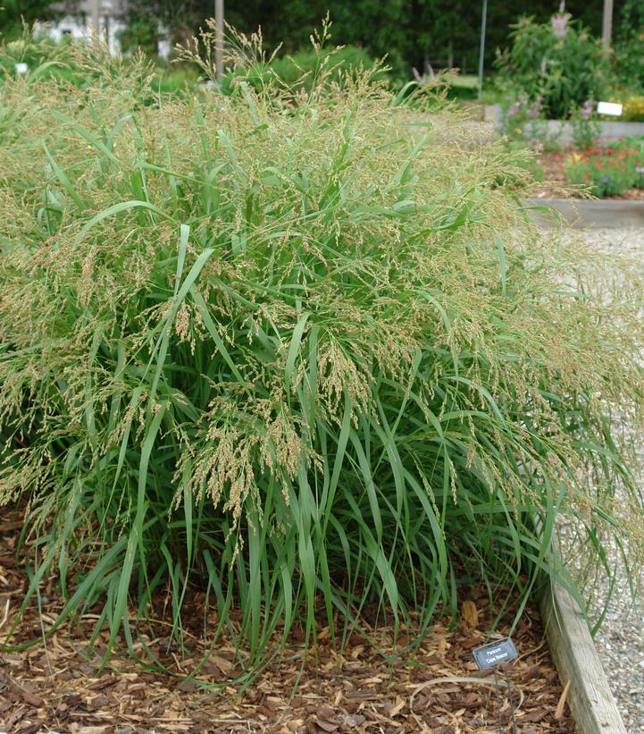 Panicum virgatum Cape Breeze Cape Breeze Switchgrass from Prides Corner ...