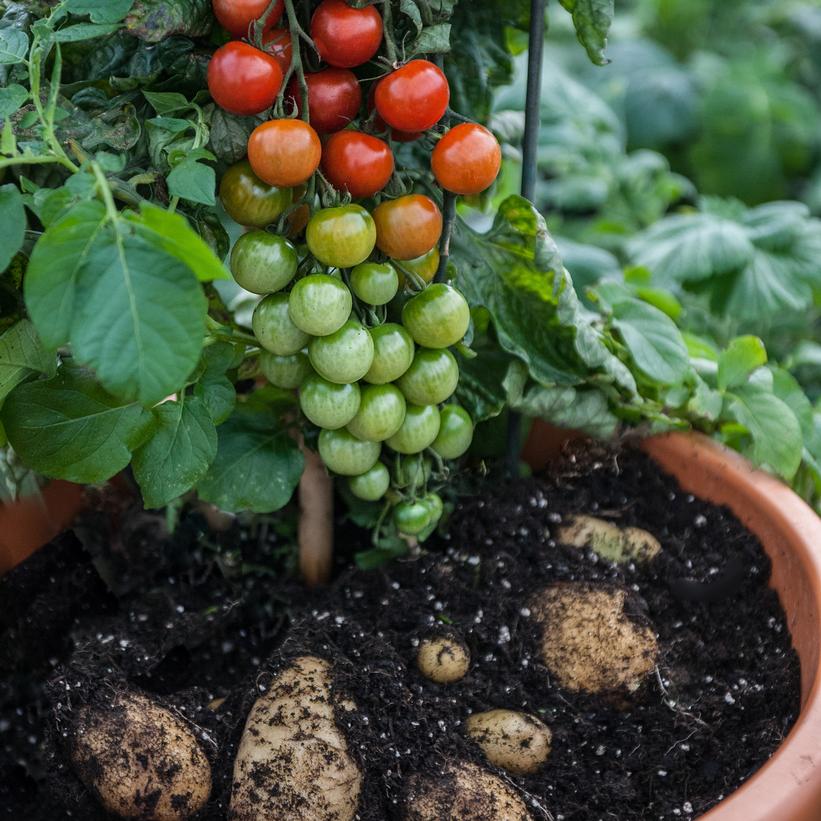 TomTato® Ketchup 'n' Fries™ TomTato® Ketchup 'n' Fries™