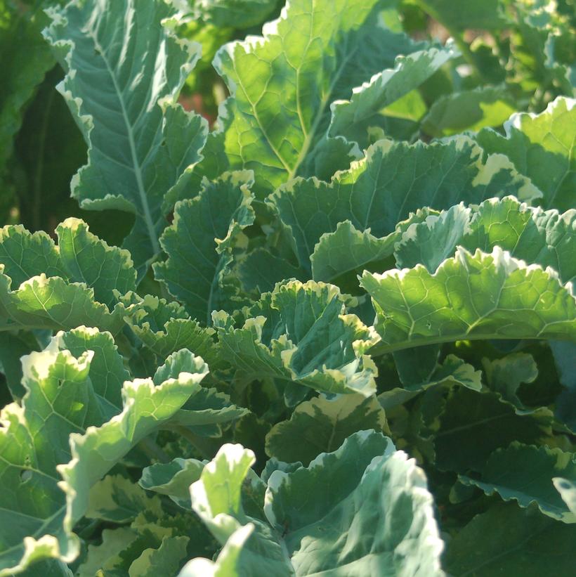 Kale Kosmic Kale Kale Kosmic Kale