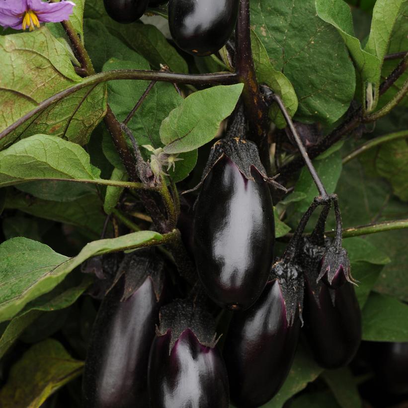 Eggplant Patio Baby Eggplant Patio Baby