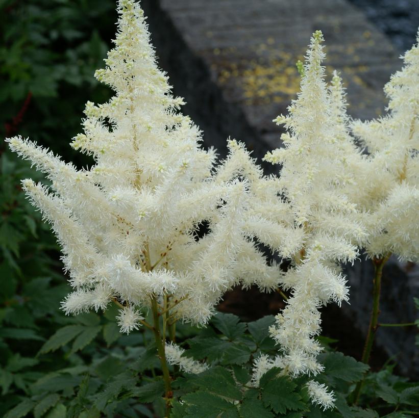 Astilbe chinensis Diamonds and Pearls Astilbe chinensis Diamonds and Pearls