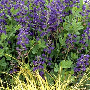 Baptisia australis Baptisia australis