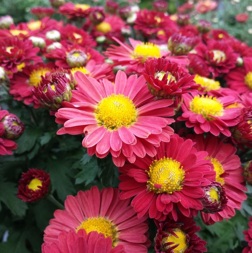 Chrysanthemum Mammoth™ Daisy Red Mammoth™ Daisy Red Garden Mum from