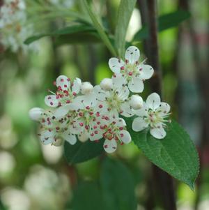 Aronia arbutifolia Brilliantissima Aronia arbutifolia Brilliantissima