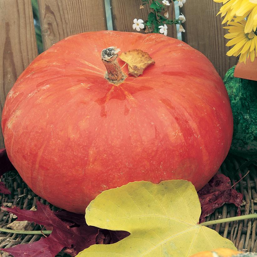 Pumpkin Cinderella's Carriage Pumpkin Cinderella's Carriage