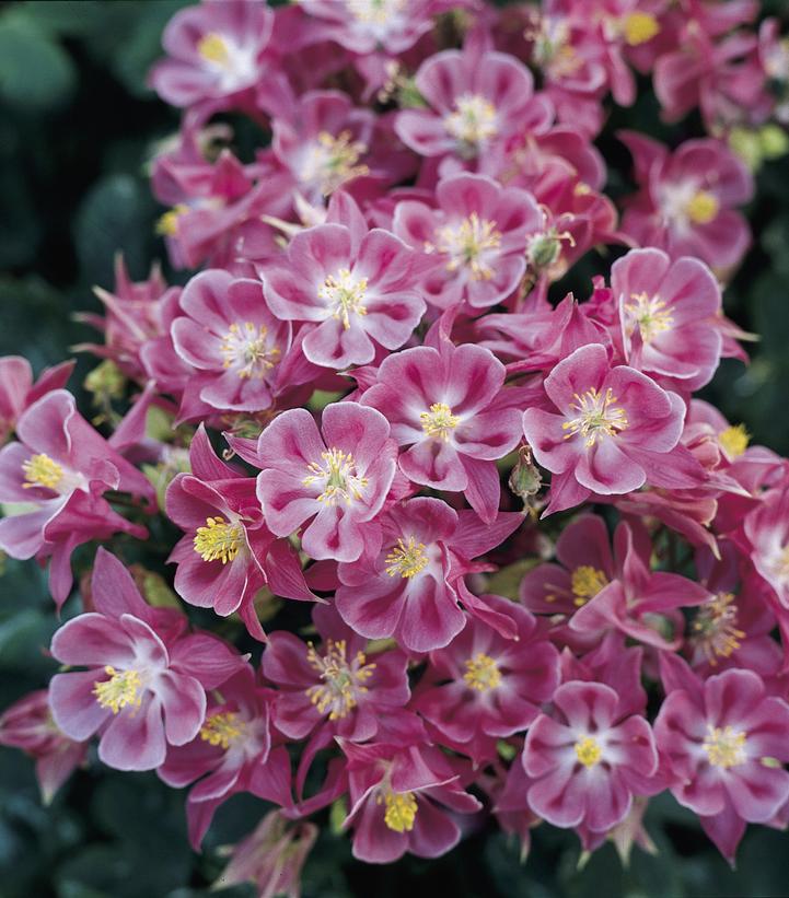 Aquilegia Perserverance Aquilegia Perserverance