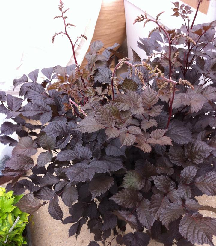 Astilbe Chocolate Shogun Astilbe Chocolate Shogun