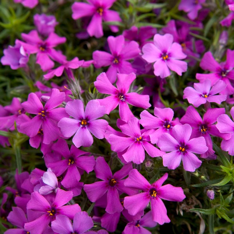 Phlox subulata Early Spring™ Dark Pink Early Spring™ Dark Pink Moss
