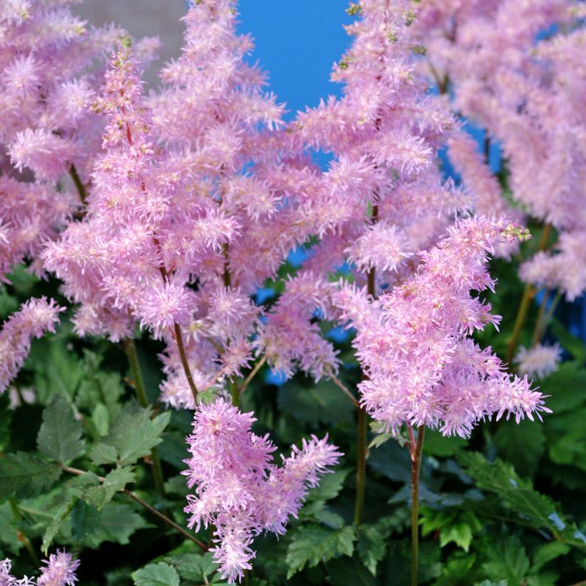Astilbe x ardensi Ice Cream Astilbe x ardensi Ice Cream