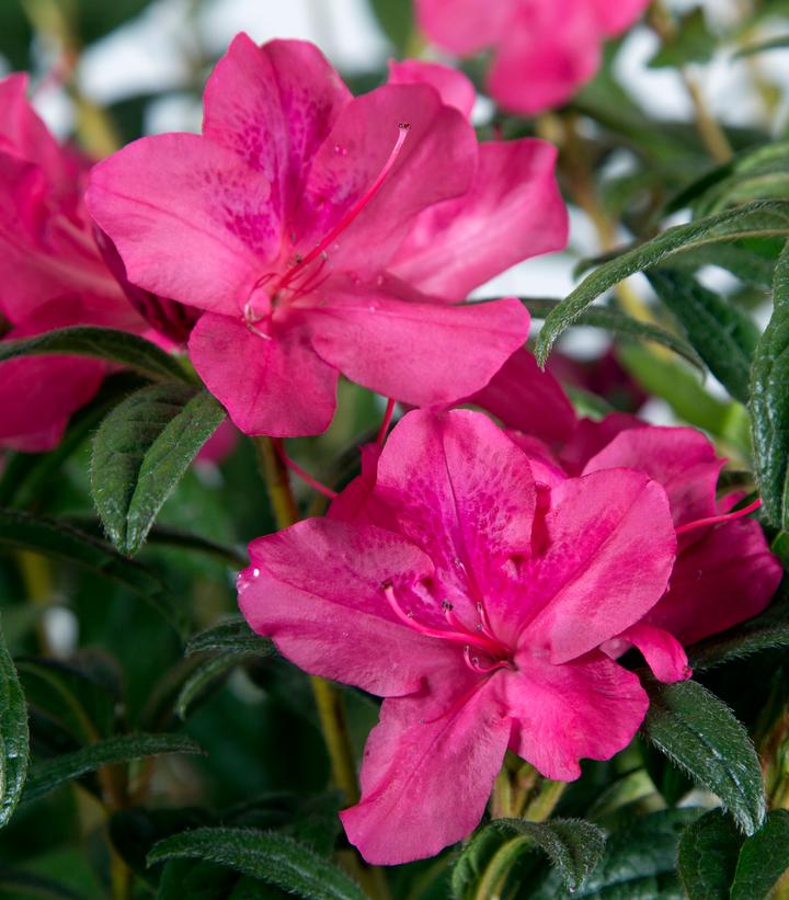 Azalea Encore® Autumn Jewel™ Azalea Encore® Autumn Jewel™