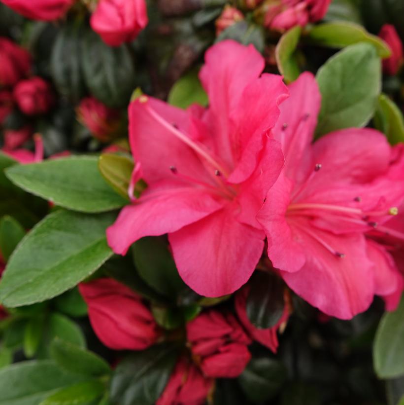 Azalea Kimono™ Canzonetta Azalea Kimono™ Canzonetta