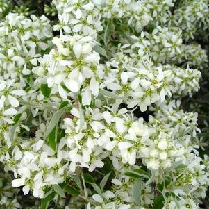 Amelanchier canadensis Amelanchier canadensis