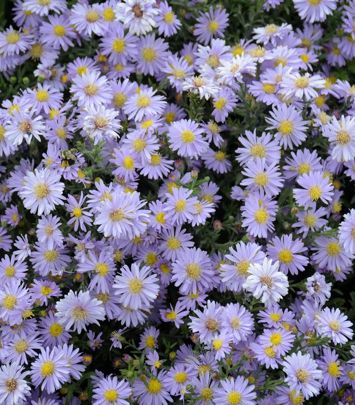 Aster Kickin® Lavender Aster Kickin® Lavender