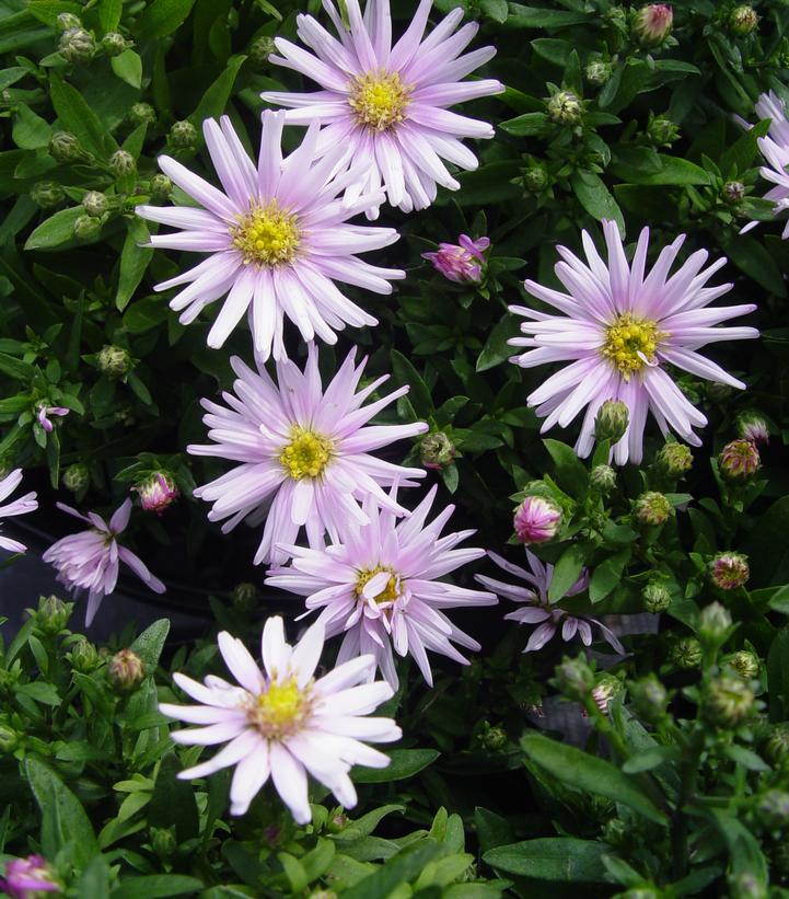 Aster Kickin® Silver Pink Aster Kickin® Silver Pink