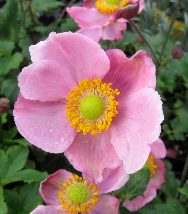 Anemone x Pink Kiss Anemone x Pink Kiss