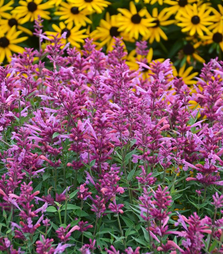 Agastache Rosie Posie Agastache Rosie Posie