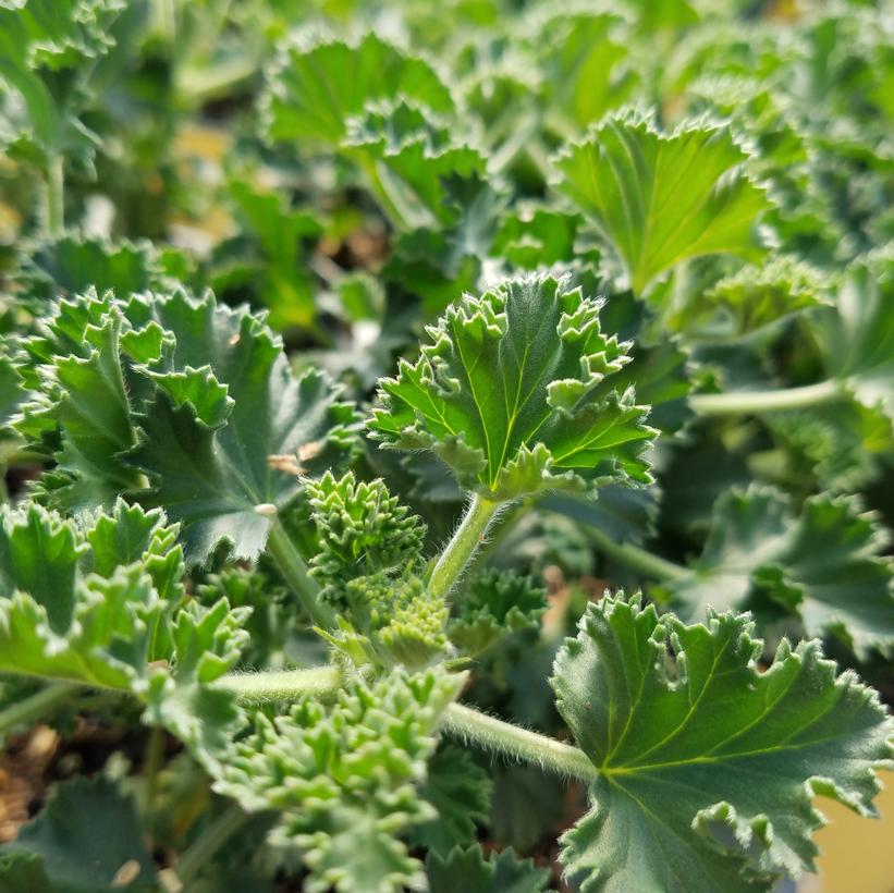 Pelargonium Lime Pelargonium Lime