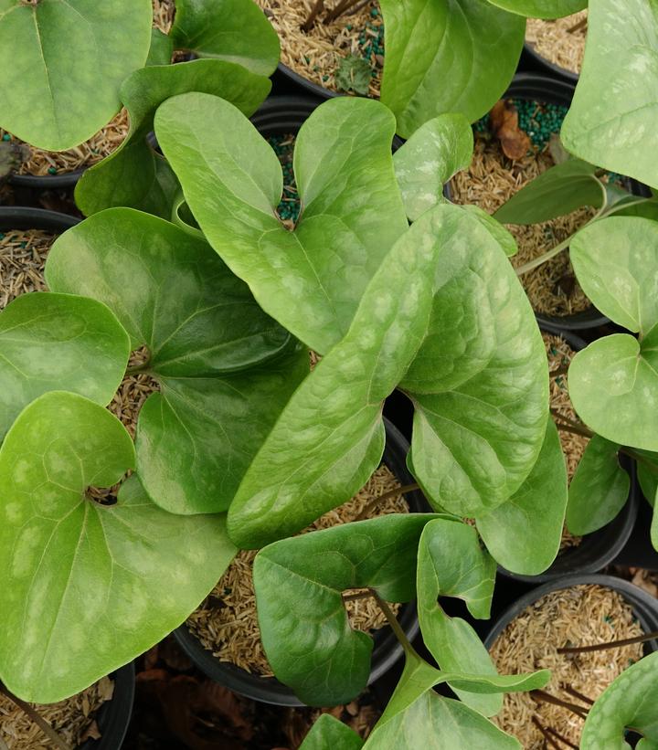 Asarum arifolium Hexastyles Asarum arifolium Hexastyles