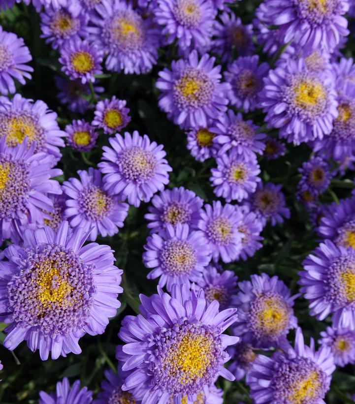 Aster alpinus X Blue Aster alpinus X Blue
