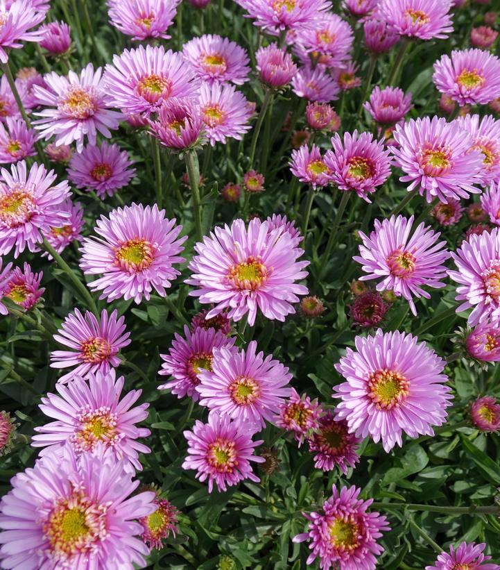 Aster alpinus X Pink Aster alpinus X Pink