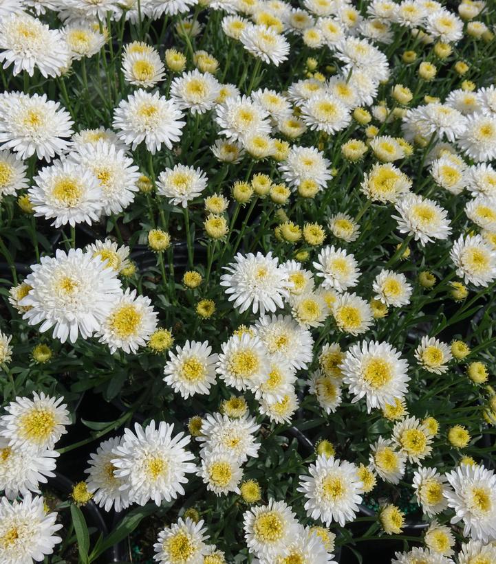 Aster alpinus X White Aster alpinus X White