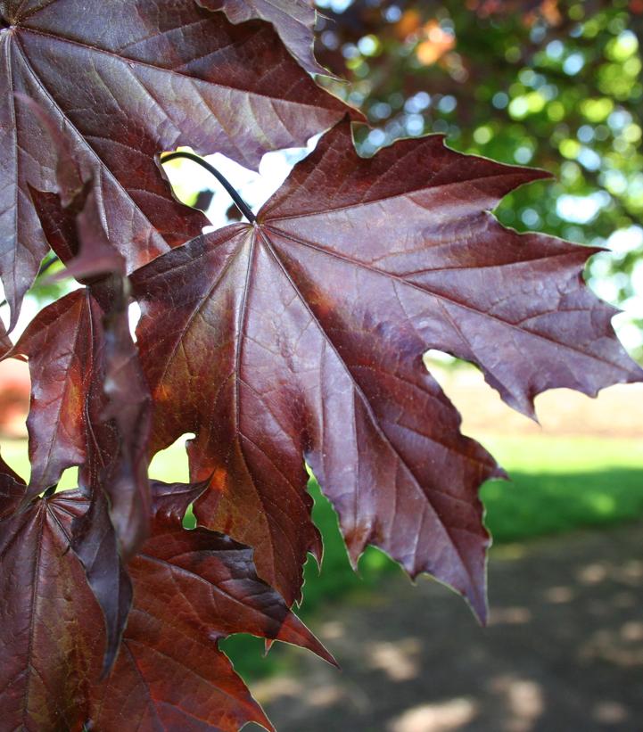 Acer platanoides Crimson King Acer platanoides Crimson King