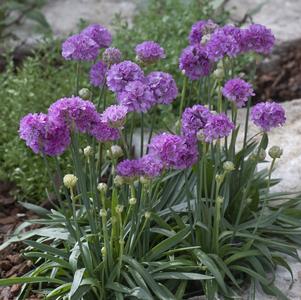 Armeria pseud. Ballerina Lilac Armeria pseud. Ballerina Lilac