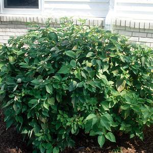 Cornus amomum Cornus amomum