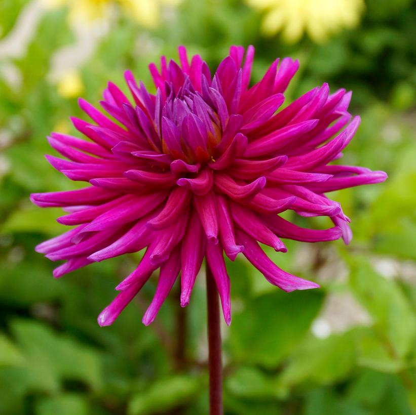 Dahlia Purple Gem
