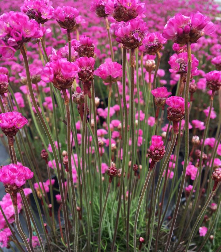 Armeria maritima Medley Armeria maritima Medley