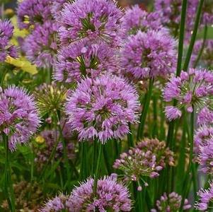 Allium Millenium Allium Millenium