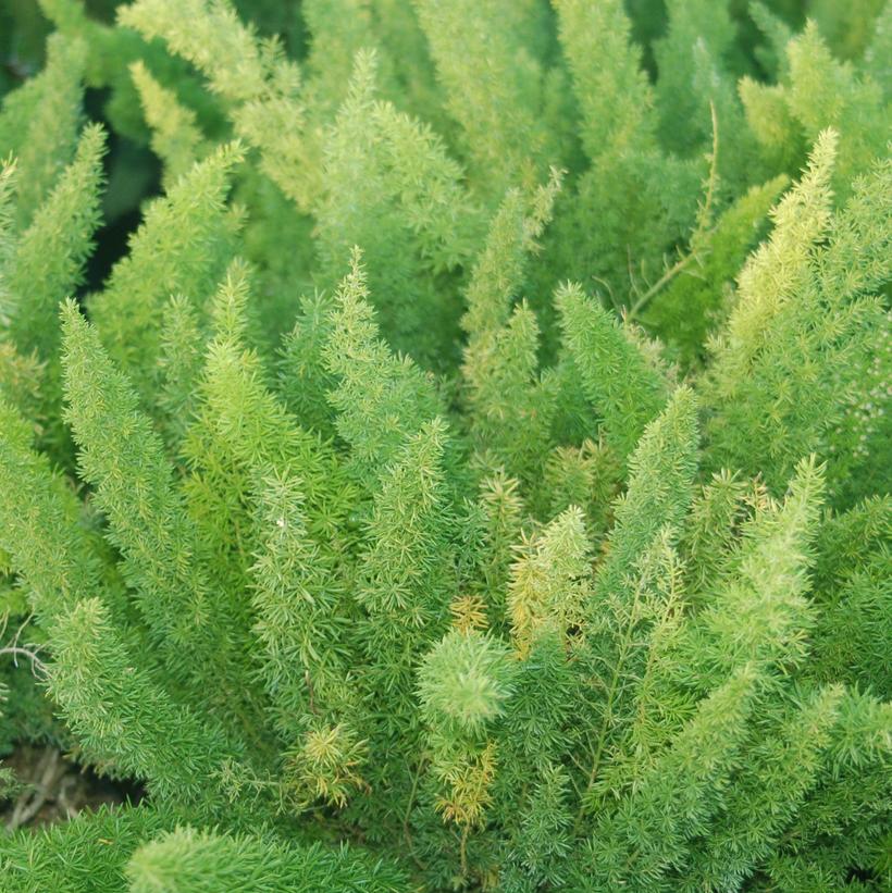 Asparagus densiflorus Asparagus densiflorus