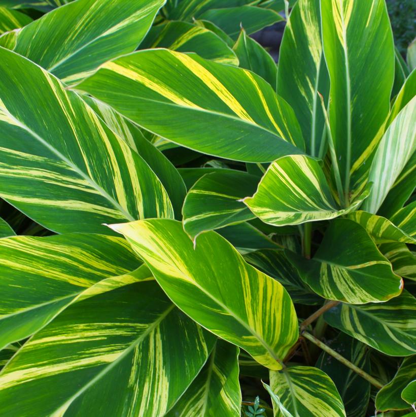 Alpinia zerumbet Variegata Alpinia zerumbet Variegata