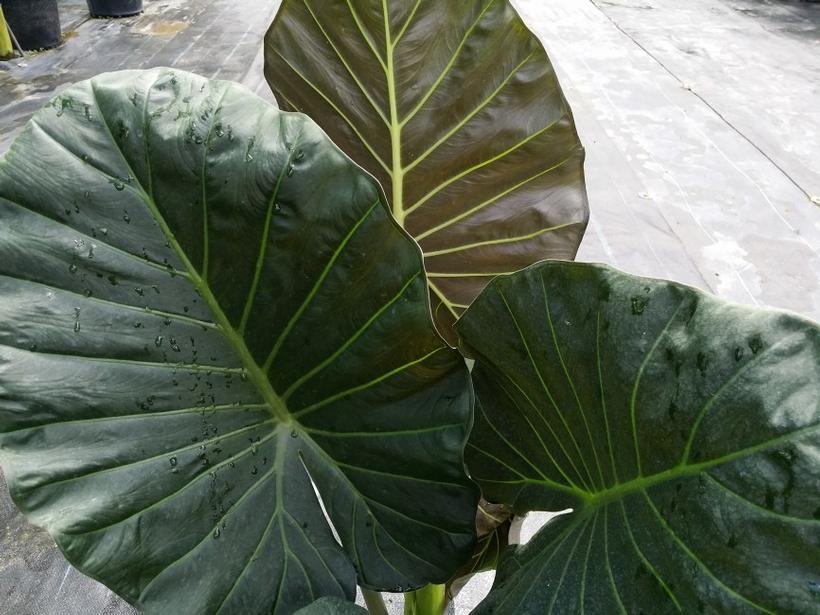 Alocasia Regal Shields Alocasia Regal Shields