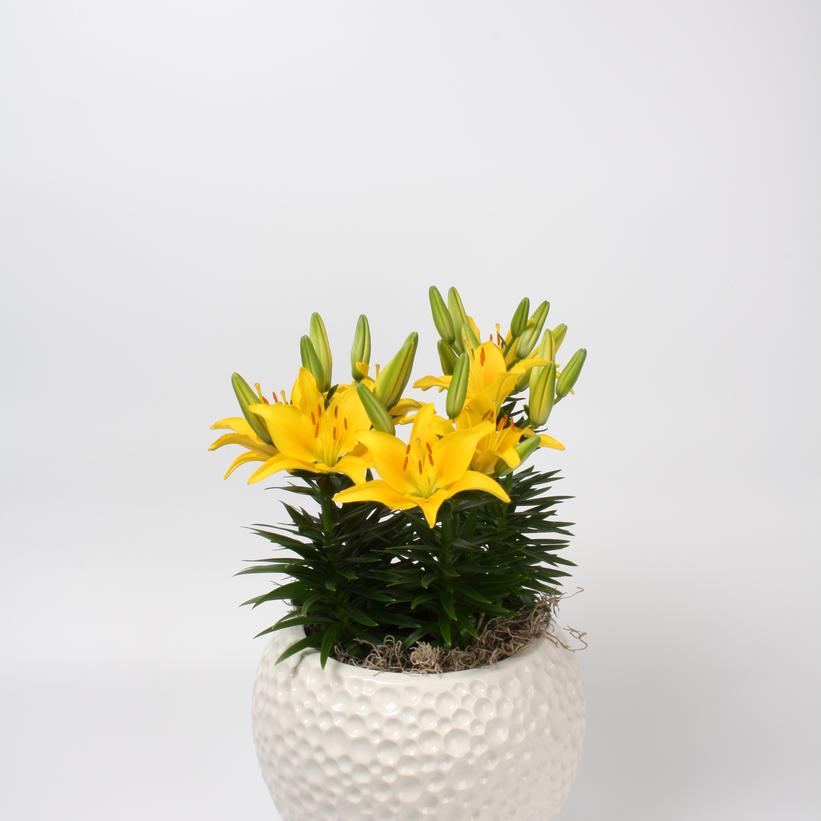 Lilium Tiny Glow Lilium Tiny Glow