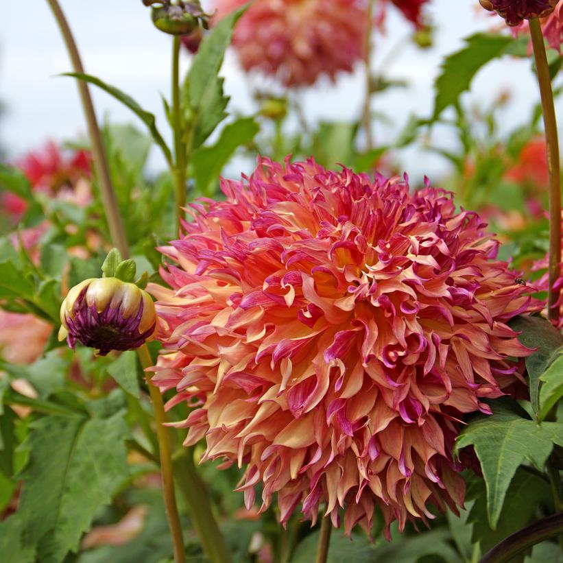 Dahlia Myrtles Folly