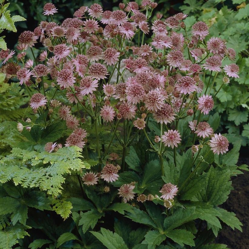 Astrantia major Roma Astrantia major Roma