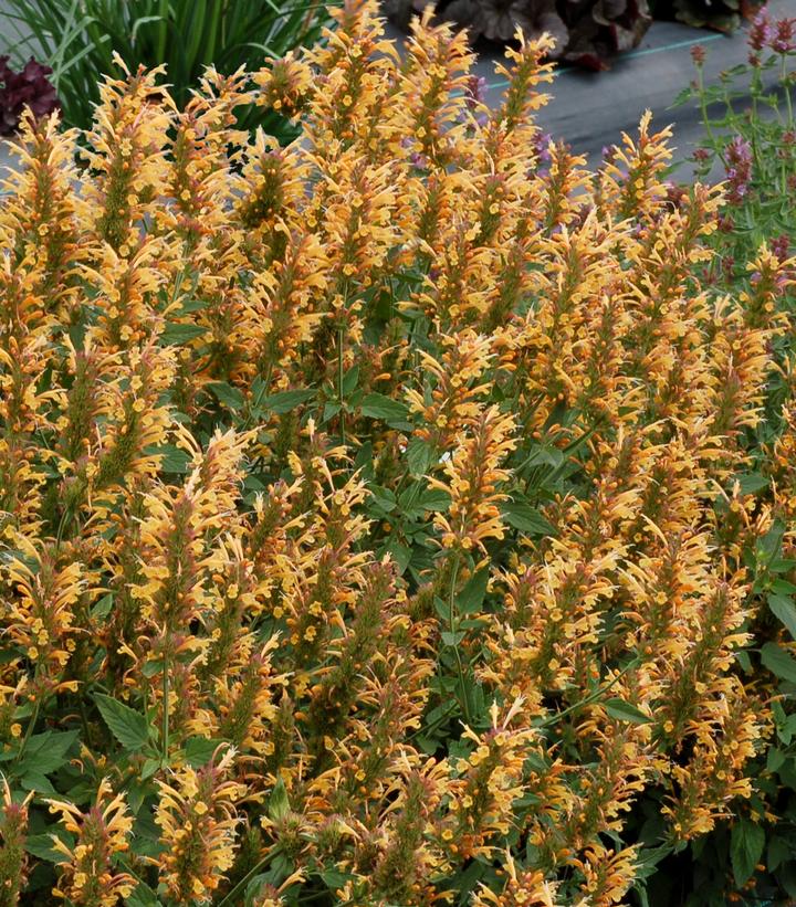 Agastache Kudo's™ Gold Agastache Kudo's™ Gold